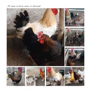 Poulet chaire , Goliath disponible en grande quan - animaux vivants nous sommes une entreprise spécialisée dans l'élevage.nous  recherchons des clients pour l'achat de poulet chaire élevé dans de très bonnes conditions (nourriture et soins de santé)en grande nombre vive ou abattu selon le choix du client. nous sommes 