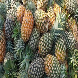 Ananas frais de bonnes qualités