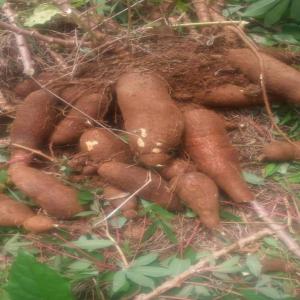 Manioc en masse dans un village à vendre - matiere vegetale disponible à agboville aboudé kouassikro dans plusieurs champs à maturité----tous les villageois sont déjà mobilisés et  disponibles à céder leur manioc,  nous voulons seulement des acheteurs sérieux----prix-  150francs le kilogram