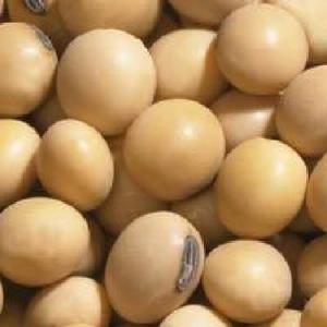 Soybean Seeds , Sunflower Seeds and White Corn  - seed plant seed soybean seeds ,  sunflower seeds and white corn ----interested buyers should contact for more information and details 