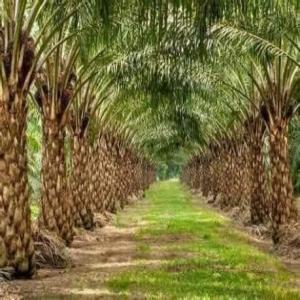 Vente de plantation - horticulture plante biocarburant bonjour nous disposons de plusieurs plantations de d'hévéa et de palmier à huile en côte d'ivoire précisement dans les villes suivantes dabou,  tiasalé,  n'ziénouan.