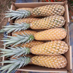 Vente ananas frais - fruits secs et graines grillées un coopérative de production agricoles basé en afrique de l'ouest et nous disposons actuellement 32 hectares d'ananas cayenne et pains de sucre de très bonne qualités et nous aimerions vendre aux acheteurs sérieux--nb - pas d'intermédiaire