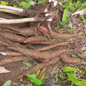 1 hectare de manioc rouge (à manger) en vente  - féculents 01 hectare de champ de manioc en vente dans la localité de pitti dibamba à 6km de douala.--le champ a déjà un an âge donc est est déjà mangeable.--nb- manioc rouge de très bonne qualité 