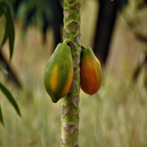 Organic dried papaya in bulk - fruits and vegetables dried fruits processor,   yearly production capacity over 110 tons. heat pump drying,  ecocert certification,  packaging 2 to 5 kg in vacuum packs