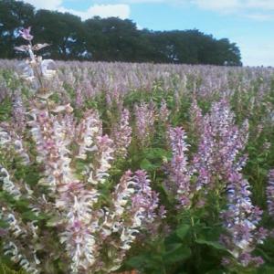 Vends huile essentielle de Salvia sclarea bio - huiles bonjour, ----je vends de l'huile essentielle de salvia sclarea certifiée agriculture biologique et authentic provence .--filtrée,  garantie sans eau ,  pure --région drôme provençale ----