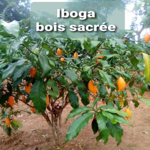 Acheteurs Iboga  - semence graine plant iboga plante sacrée soigne l'addiction,  les problèmes spirituels,  permet de se connaitre bien en sociospirituel