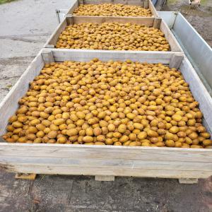 Kiwis du Sud-Ouest 500 € la tonne - fruits et légumes producteur vend en vrac kiwis calibre 49 (contenants consignés de 300 kg) 50 centimes le kilo soit 150 € le palox.--20 tonnes disponibles.--le verger est conduit en ab et sous certification global gap.--joignable tous les jours du matin au soir.