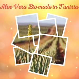 cherche partenaire client pour Aloe Vera Bio - matiere vegetale cherche partenaire client pour aloe vera bio. nous avons une production bio ab plus autres certification en cours. une production de 20 tonnes de feuilles avec possibilité de faire rapidement 2 ou 3 fois plus. nous recherchons des partenaires acheteurs pour notre production. nous disposons de