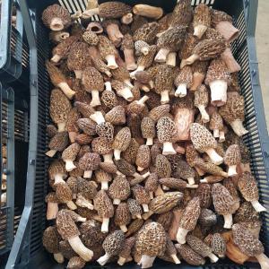 Morchella esulenta (La morille commune) -  yeast fungus in this very moment we've got harvesting of morchella esulenta (la morille commune) in bulgaria. upon your request we are able to supply fresh or frozen goods- ----each lot is tested for radio-activity (cs-134 & cs-137). this certificate is provided for free. upon your request we'll provide certific