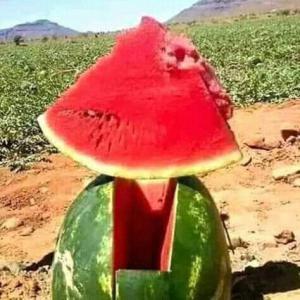 watermelon - fruits and vegetables we have a high quality watermelon fruit crop directly from the far.excellent varieties and sizes of watermelon according to customer demand the moroccan climate contributes greatly to the distinctiveness of this fruit