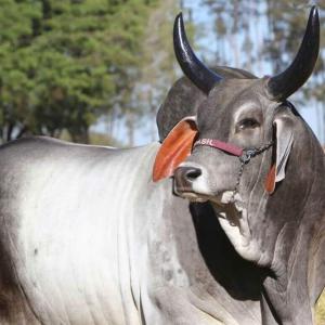 GENITEURS GUZERAS BRESILIEN - animaux vivants bonjour,  je voudrais des géniteurs gazeras brésiliens dans mon pays pour améliorer nos races locales en viande et en production laitiers.