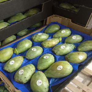 30 Tons CACTUS Early Production - United States - fruits and vegetables hello,  we are a production,  import and export company of fruits and vegetables based in united states from may 15,  cactus category 1 without thorns,  will be available in a quantity of 30 tons,  until july 10  limited quantity  by air,  sea or road do not hesitate to contact us for more information reg