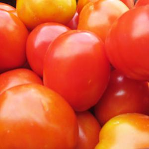 Vente de Tomates et recherche de partenaires - fruits et légumes je suis un producteur de tomates en côte d'ivoire dans un village de yamoussoukro. nous sommes un nombre de personnes qui avons envie de travailler a grande échelle nous recherchons des partenaires pour nous aider a acheter nos produits et avec qui travailler en collaboration.