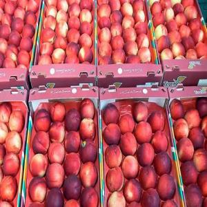 Fruits d'été - fruits et légumes l'été c'est la saison des fruits en tunisie - pastèque,  melon,  abricot,  nèfle,  peche… nous pouvons vous fournir tous ces fruits à un prix raisonnables et une meilleure qualité. vous pouvez demander des petites ou grandes quantités selon votre besoin p