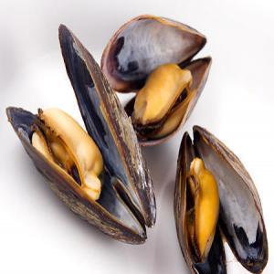 Mussels for Tunisia - crustacean shell hello, -- --we are a new company specialized in fish trade based in tunisia.-- --we would like to import mussels (mytilus galloprovincialis) and we are looking for a supplier to work with.-- --is it possible with you?-- --thank you&best regards