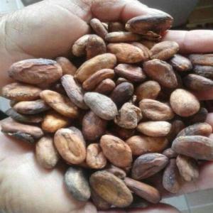 CLIENTS CACAO GRAINE - café cacao thé nous sommes à la recherche des clients pour cacao graine qualité supérieure d'ambanja. collaboration à long terme souhaitée. merci de nous contacter si besoin. merci--