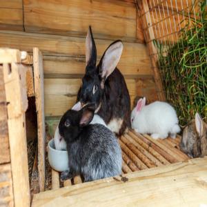 Lapin - animaux vivants nous voulons des clients pour nos lapins--en faite nous élevons des lapins ici au cameroun ,  nous voulons des moyens pour les écoulée facilement