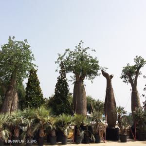 Plante ornementales pour professionnels - horticulture plante biocarburant  située dans la province--de barcelone,  dédié à la production et la commercialisation de plantes ornementales--pour le professionnel.----avec plus de 35 ans d'expérience et leader--de l'industrie,  elle est spécialisée dans--la production,  localisation