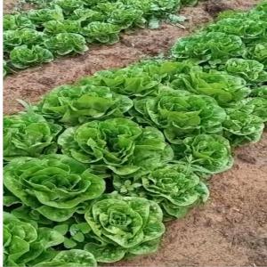 producteur du salade - fruits et légumes producteur du salade de toutes variétés,  iceberg - romaine - batavia... aussi les choux de brocolis et bruxelles,  sur une superficie de 10 ha.--on cherche des clients sérieux (maroc)