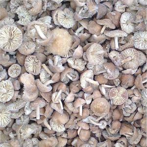 Frozen Marasmius oreades (Faux mousseron) -  yeast fungus we are bulgarian exporting company.  as the harvesting of wild mushrooms already started we're accepting orders for frozen marasius oreades (faux mousseron)--minimum order quantity- 1 pallet ----each lot is tested for radio-activity (cs-134 & cs-137). this certificate is provided for free. upon your