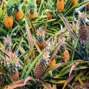 Ananas du Cameroun  - fruits et légumes bonjour nous sommes producteurs importateurs d'ananas du cameroun. ----livraison possible fret aérien et container maritime. ----n'hésitez pas a nous contacter--