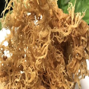 super golden sea moss - natural - non artificial - fruits and vegetables dear customers, ----sea moss is a spiny sea vegetable that’s primarily harvested for use in health supplements and as a thickening ingredient in commercial foods.----if you’ve heard about sea moss supplements,  you may wonder what they have authentic benefits for using daily.----our company are going 