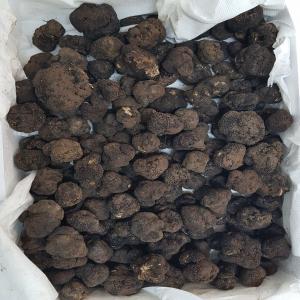 Black truffle, Tuber aestivum, truffe noire d’été