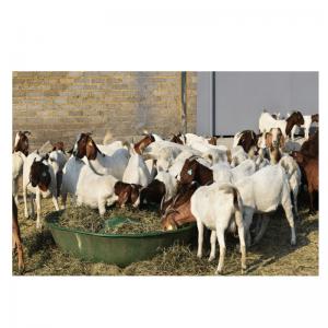 Chèvre boer vivante, agneaux bovins - animaux vivants élevage de bétail et de volailles,  nous sommes le numéro un dans la production d'animaux vivants de qualité à des fins laitières,  bovines et de cuir. nous sommes un distributeur mondial de génisses holstein enceintes vivantes,  bovins,  ovins,  bovins,  a