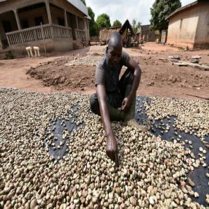 PRODUITS AGRICOLES CÔTE D'IVOIRE  - autres nos offres agricoles disponibles avec des coopératives et vendeurs pour grossistes,  usiniers,  export... ----♦️ hévéa - contrat de livraison de fonds de tasse possible 500 à 1.000 tonnes/mois par une coopérative certifiée.----♦️ ging