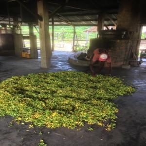 Ylang organic produc distiller Bio if partnership - aromatic spices we are a malagasy company that owns a seventy hectare ylang ylang plantation in nosy be and a distillery factory.-- our plantation is located in the north of the island.  we have a river that provides our water needs and a maintained and replanted forest that provides our wood needs for distillation