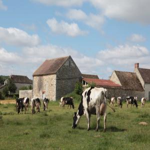 VACHES LAITIÈRE ET VIANDES  - viandes et oeufs bonjour nous mettons en relation les importateurs algérien avec les fermiers français pour toute commande de vaches laitières ou de viande