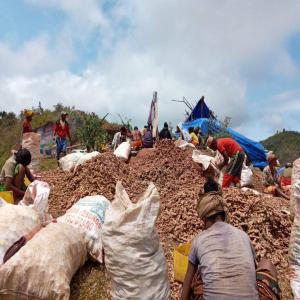 Huile essentielle de Gingembre de Madagascar - épices aromates bonjour, --le gingembre est une racine très utilisée en cuisine dans de nombreuses parties du monde pour son goût relevé et ses vertus thérapeutiques. utilisée en usage interne,  l'huile essentielle de gingembre est une tonique digestive puissante. en applicati