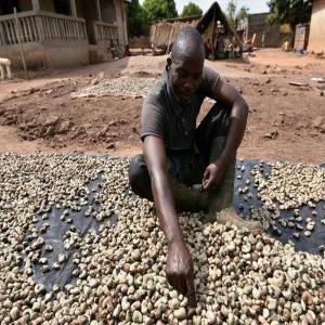 Anacarde , noix de cajoux - fruits secs et graines grillées je suis un vendeur d'anacarde brut,  je possèdes près de 1000 tonnes et je cherches un acheteur réactif qui est pret a acheter ca en gros