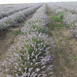 Lavender Oil for sale - other hello everyone!--we are a family-owned lavender farm in romania and we would be happy to provide excellent quality lavender oil. we currently have 50 kg for sale and we can provide another at least 100 kg in the next month. the price per kg is 40 euro. please let us know if you are interested in buy