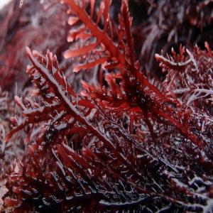 gelidium for sale - vegetable matter we have a quantity of 10 tons of seaweed '' gelidium '' of the best quality of moroccan origin for sale,  for more information do not hesitate to contact us.--