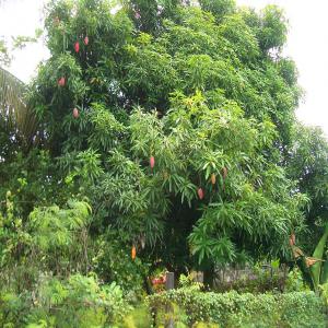 Mangue Togolaise en destockage - fruits et légumes je suis a la recherche d'un client.je dispose d'une denree de mangue togolaise regroupant de differentes varietes(kent, palmer, eldon, somnole......), soyons en contact pour plus d'informations.merci!                                 