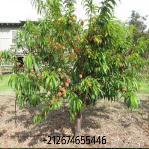 Gérant d'exploitation arboricole  - fruits et légumes jeune homme marocain,  titulaire du master professionnel en agronomie  spécialité,  gestion d'entreprise arboricole ,  et un premier diplôme  en arboriculture fruitière.--avoir plus de 11 ans d'expérience au sein des domaines arboricoles et viticoles trop réput&