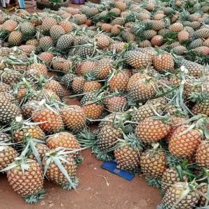 Vente d ananas - fruits et légumes salut voici les meilleurs ananas depuis le cameroun qui est encore frais je cherche des acheteurs en asie où europe--