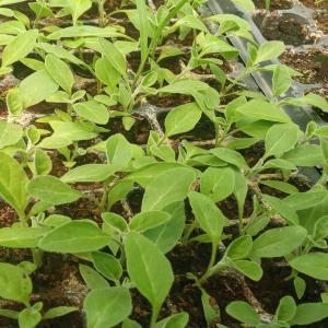 Les graines d'Ashwagandha  - fruits secs et graines grillées une quantité de graines d'ashwagandha est disponible environ 600 grammes,  il faut environ 200 grammes pour planter un hectare de germination garantie et abondante,  un projet très rentable la plus petite quantité en vente est de 100g,  remise en main propre en algérie