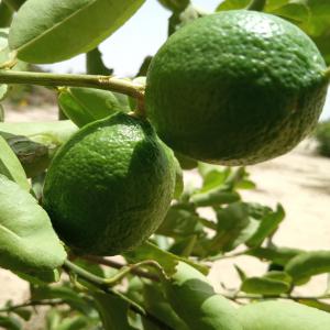 Citron vert au Sénégal en quantité  - fruits et légumes bonjour.je cherche des clients pour vendre ma production de citron prix intéressant plusieurs tonnes disponibles.disponible toute l'année non loin de dakar.fruit de qualité bio disponible 