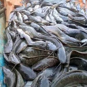 Poissons silures  - poissons silure prèt a la consommation--disponible chez nous !--venez choisir votre poisson silures vivant dans nos bacs---nourris avec un aliment importé et locale de qualité sans graisse selon des techniques modernes.---le poids normal varie entre 400 g - 800kg.--1kg = 2500f cfa --pour