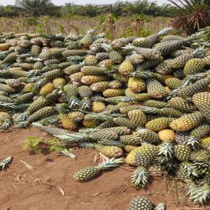 Vente de céréales et fruits  - publicité-nouveaux produits bonsoir,  je suis un courtier en relation avec des fournisseurs pour vous livrer des tonnes de maïs,  de soja,  de noix d'acajou d'ananas de très bonne qualité à un coût abordable pour la satisfaction de vos besoins. sur un contrat de non enroulement 