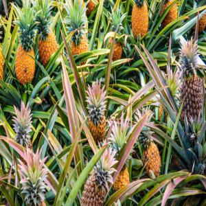 Fruits Ananas bio  - fruits et légumes bonjour. je suis un producteur d'ananas depuis le benin. je suis à la recherche des personnes intéressés.  vous pouvez en trouver avec moi une quantité de fruits ananas que vous souhaitez.  n'existez pas a me contacter si vous etes en besoin.  merci!