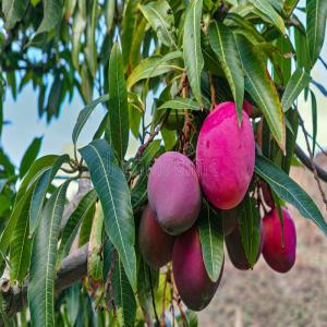 Exportation des grosses mangue - fruits et légumes bonjour,  je suis là pour trouver des clients ou des entreprises producteurs de jus de fruits afin de tisser une affaire de partenariat ou autres pour leurs fournir les mangues par saison.je suis béninois--veillez me contacter pour plus d'informations. les bons comptes font de bon amis.