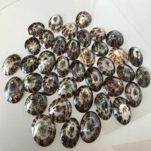 Cellana Testudinaria Polished - autres je cherche un acheteur pour cellana testudinaria,  je peux fournir 1000 pièces par mois ou plus, , --si vous etes intéressé vous pouvez me contacter--merci