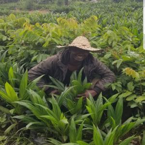 semences améliorées, arbres fruitiers greffés  - semence graine plant je suisentrepreneur agropastoral résidant au cameroun et producteur de semences améliorées bio-reproductibles,  arbres fruitiers greffés  et autres semences tel que ----agrumes ( orange,  mandarine,  lemon,  citron,  tangelo...)---avocatiers ( hass,  anaheim,  fuerte,  pollock,  b