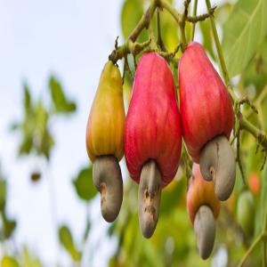 NOIX DE CAJOU  - fruits secs et graines grillées si vous avez besoins de noix de cajou,  surtout la bonne qualité alors n'hésitez pas à nous contacter pour plus d'informations. 