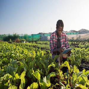 Recherche des clients - fruits et légumes bonjour,  je suis à la recherche d'acheteurs de fruits en grande quantité. je suis disponible pour vous en trouver tout types de fruits et légumes cultivé de façon naturelle ici au bénin.