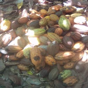 Graines de cacao et coques de cacao - fruits secs et graines grillées bonjour,  nous disposons d'une tonne de graines de cacao ainsi que les coques. --je cherche des acheteurs sérieux pour mon frère qui est lui meme agriculteur et propriétaire de ses champs de cacao en côte d'ivoire.--si intéressé,  veuillez me contacter.--pas s&