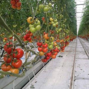 U GROW GREEN HYDROPONICS - Investissement capitaux enterprise canadienne spécialisée dans la réalisation de projets hydroponiques et aquaponies industriels de production de cultures maraichères fuits et légumes avec une economie en eau de l'ordre de 95% surface utile de production 408m2----nous réalisons l'&